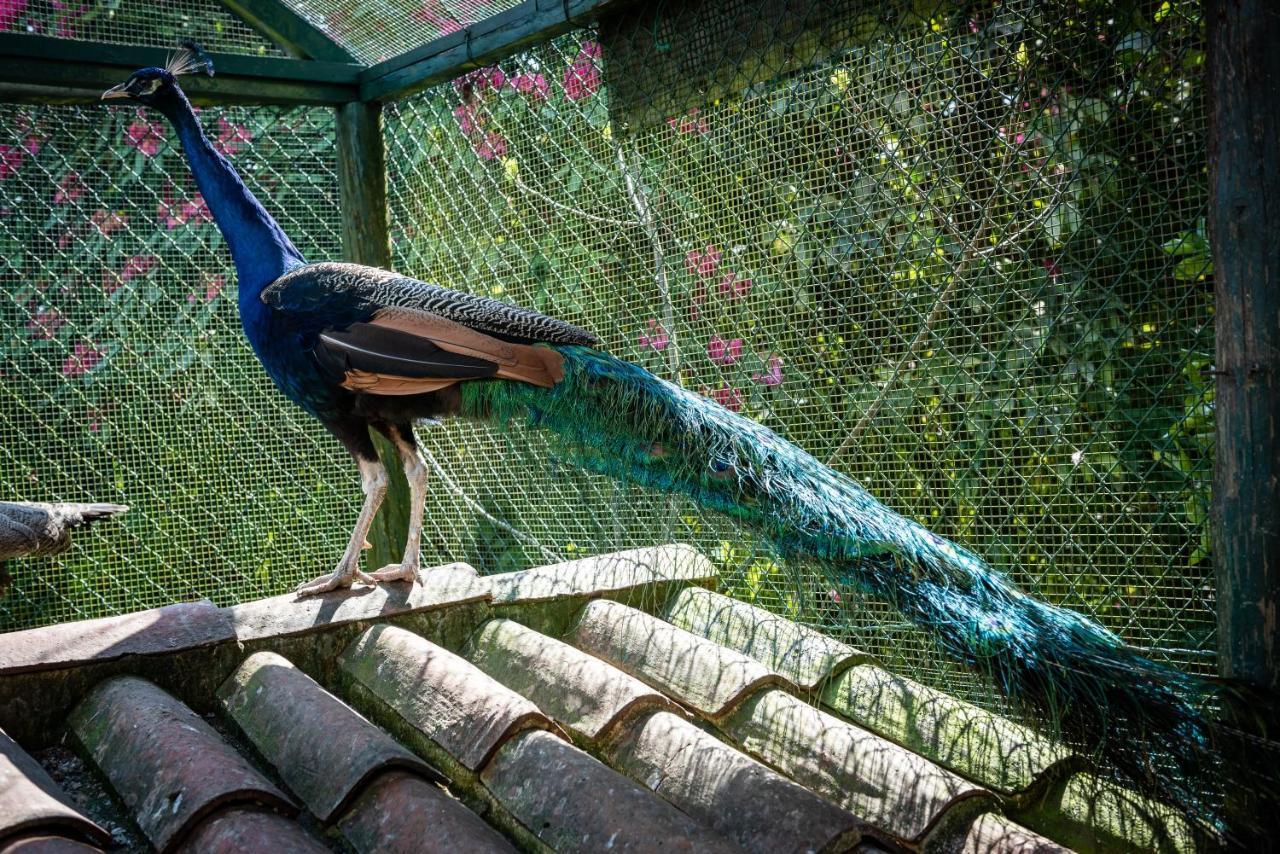 Quinta De Mouraes Casa Dos Rododendros Pensionat Lever Exteriör bild